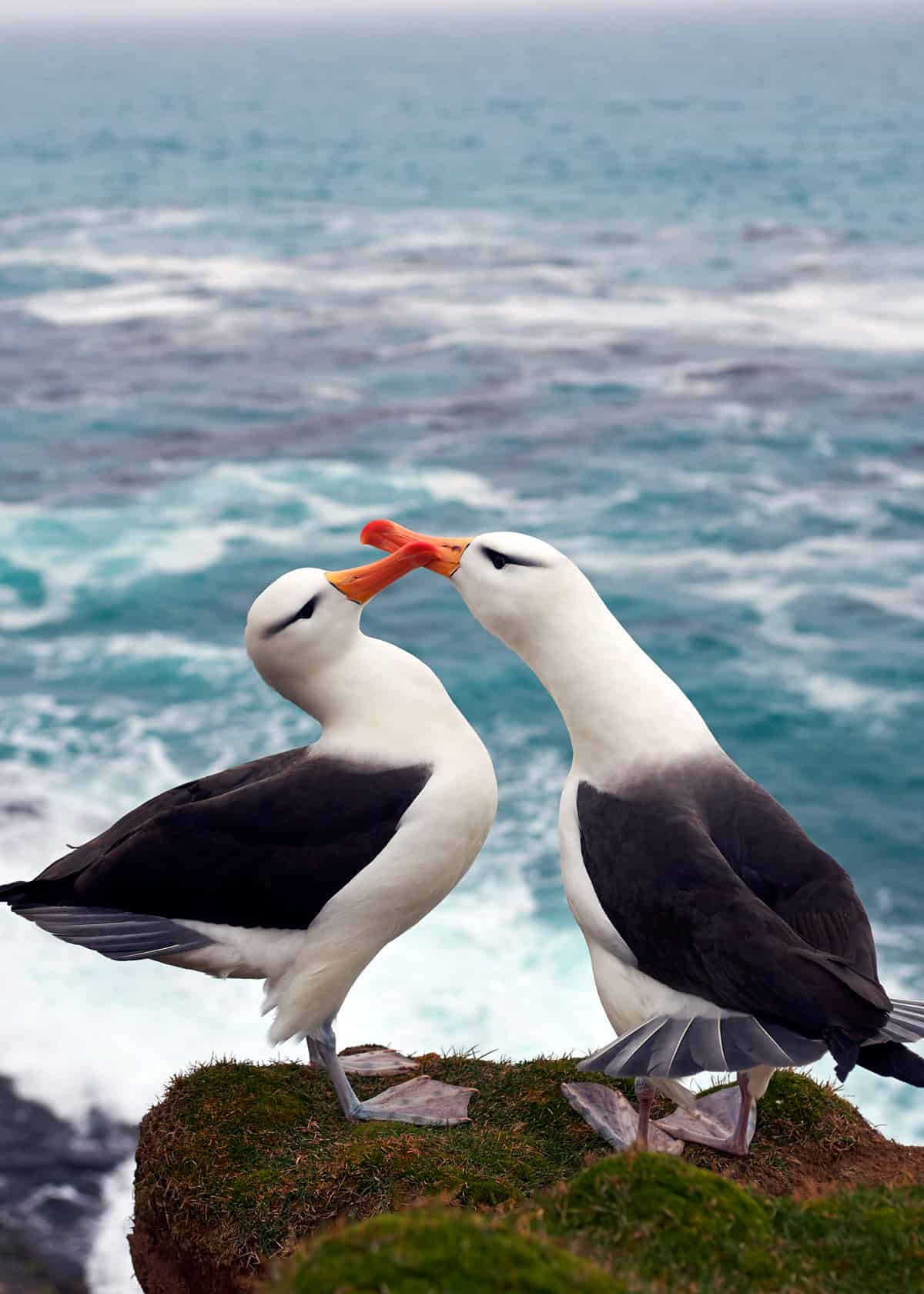 albatross mate for life
