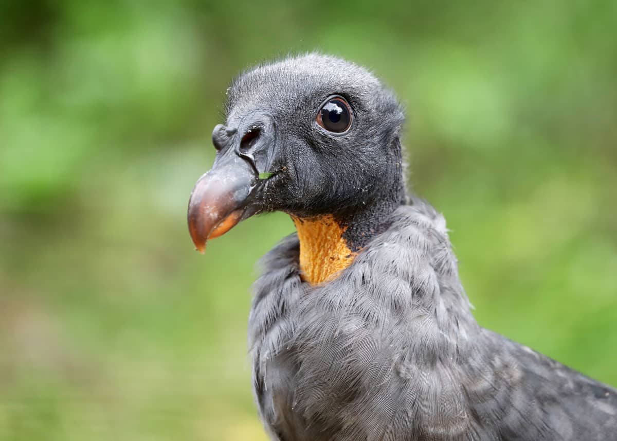 Baby king vulture