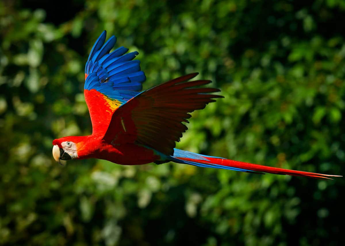 Beautiful scarlet macaw flying