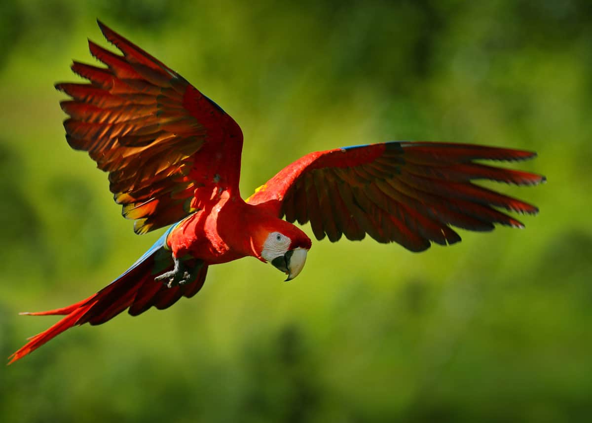 Beautiful scarlet macaw in flight