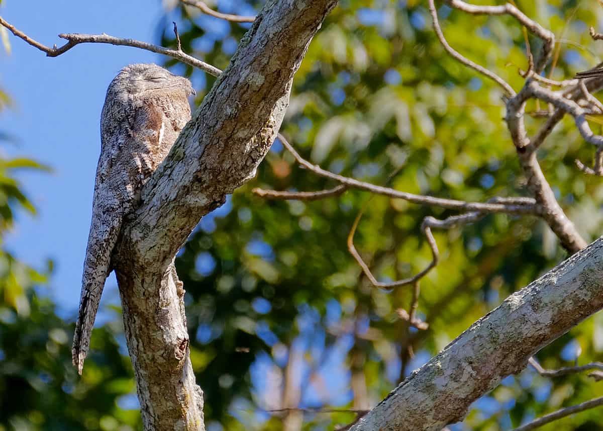 Camouflaged great potoo