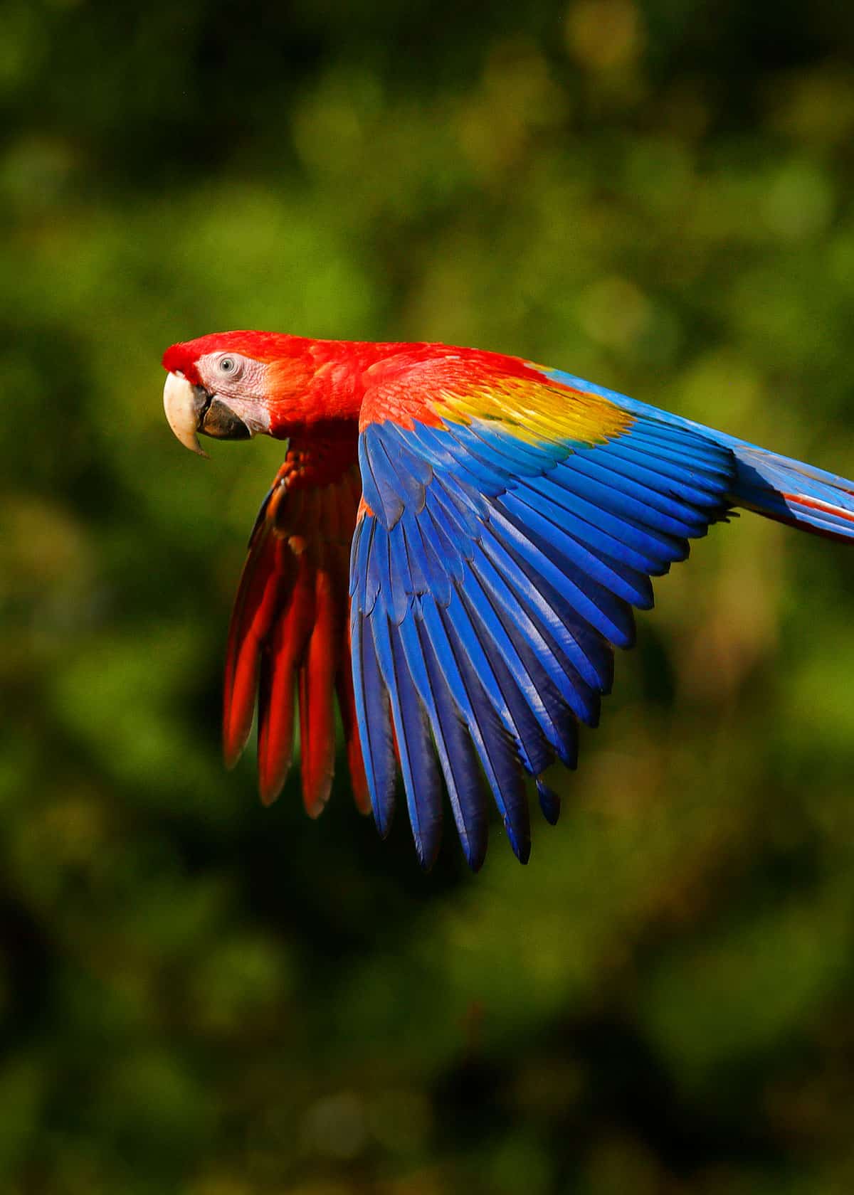 22 Scarlet Macaw Facts Guide To The Beautiful Ara Macao Justbirding Com,Bathroom Decorating Ideas For Fall