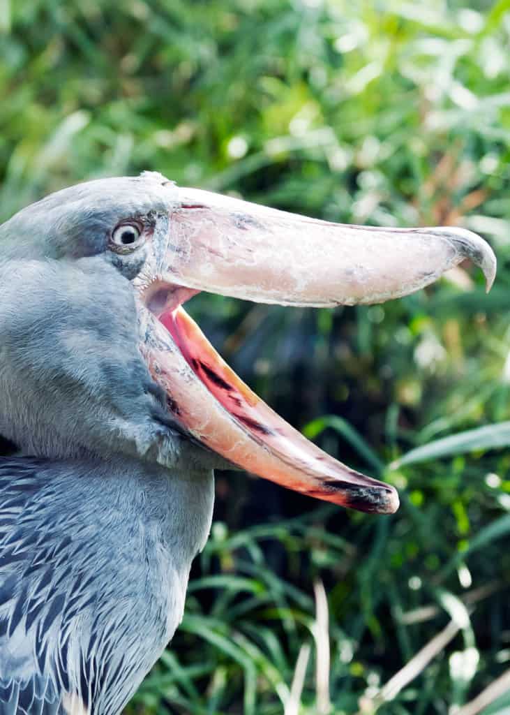 where does the shoebill stork live