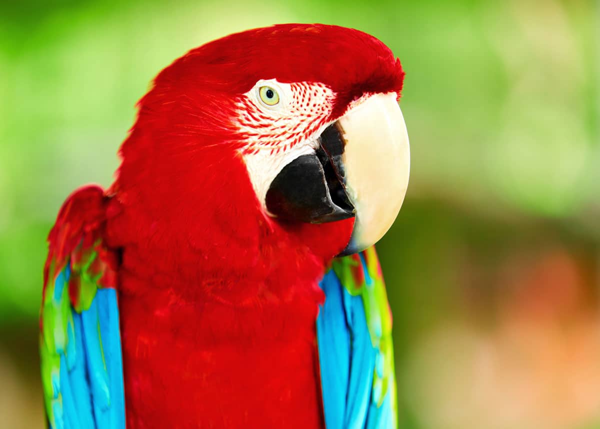 Cute scarlet macaw