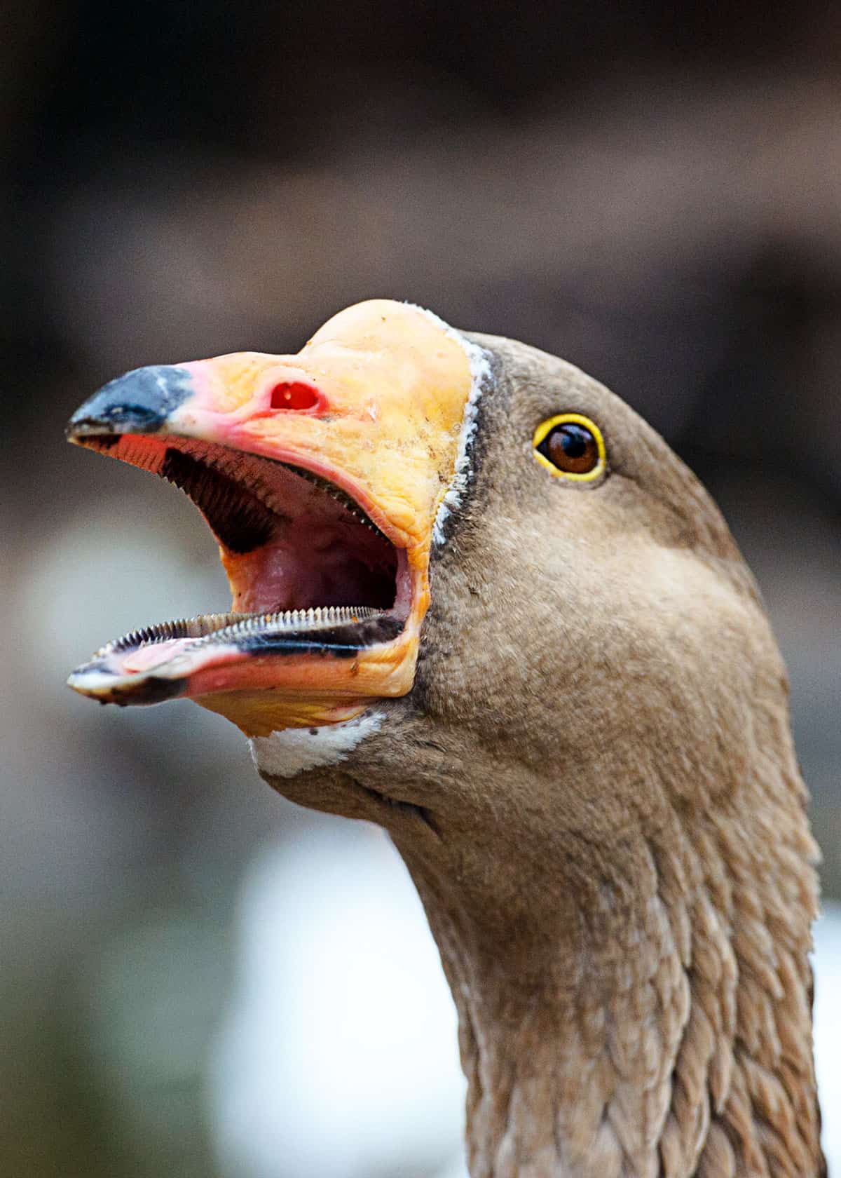 Do geese bite people?