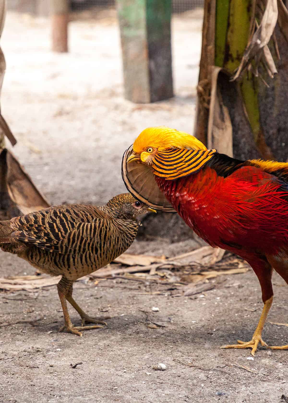 Do golden pheasants mate for life?