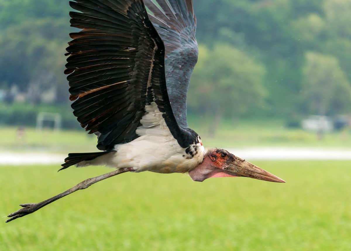 do marabou storks fly