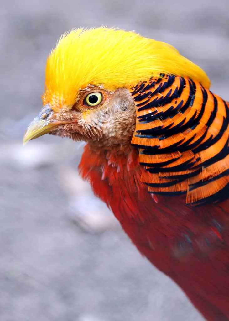 30 Golden Pheasant Facts: Get to Know This Glorified Chicken ...