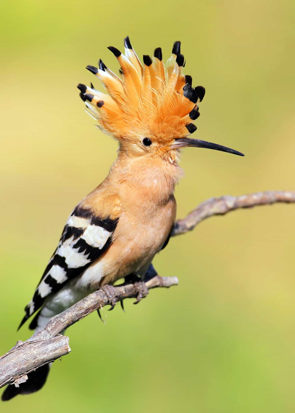 Facts about hoopoes