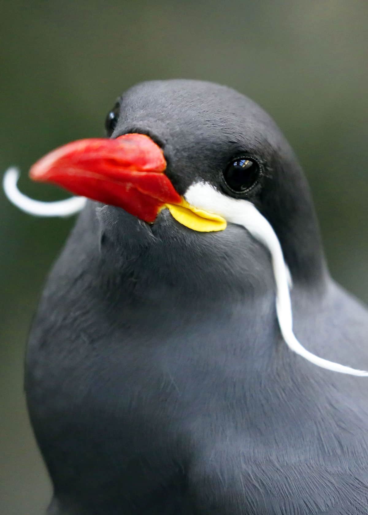 Facts about Inca terns