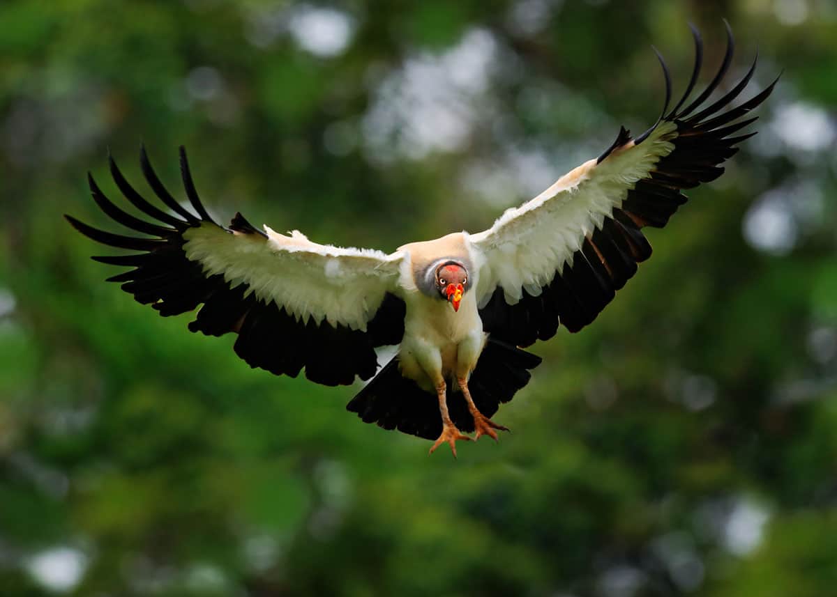 Facts about king vultures