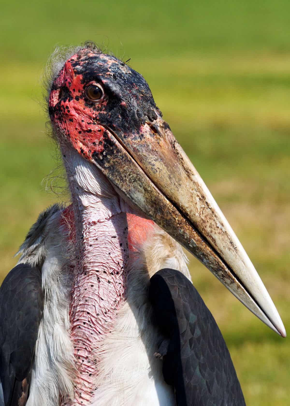 facts about marabou stork