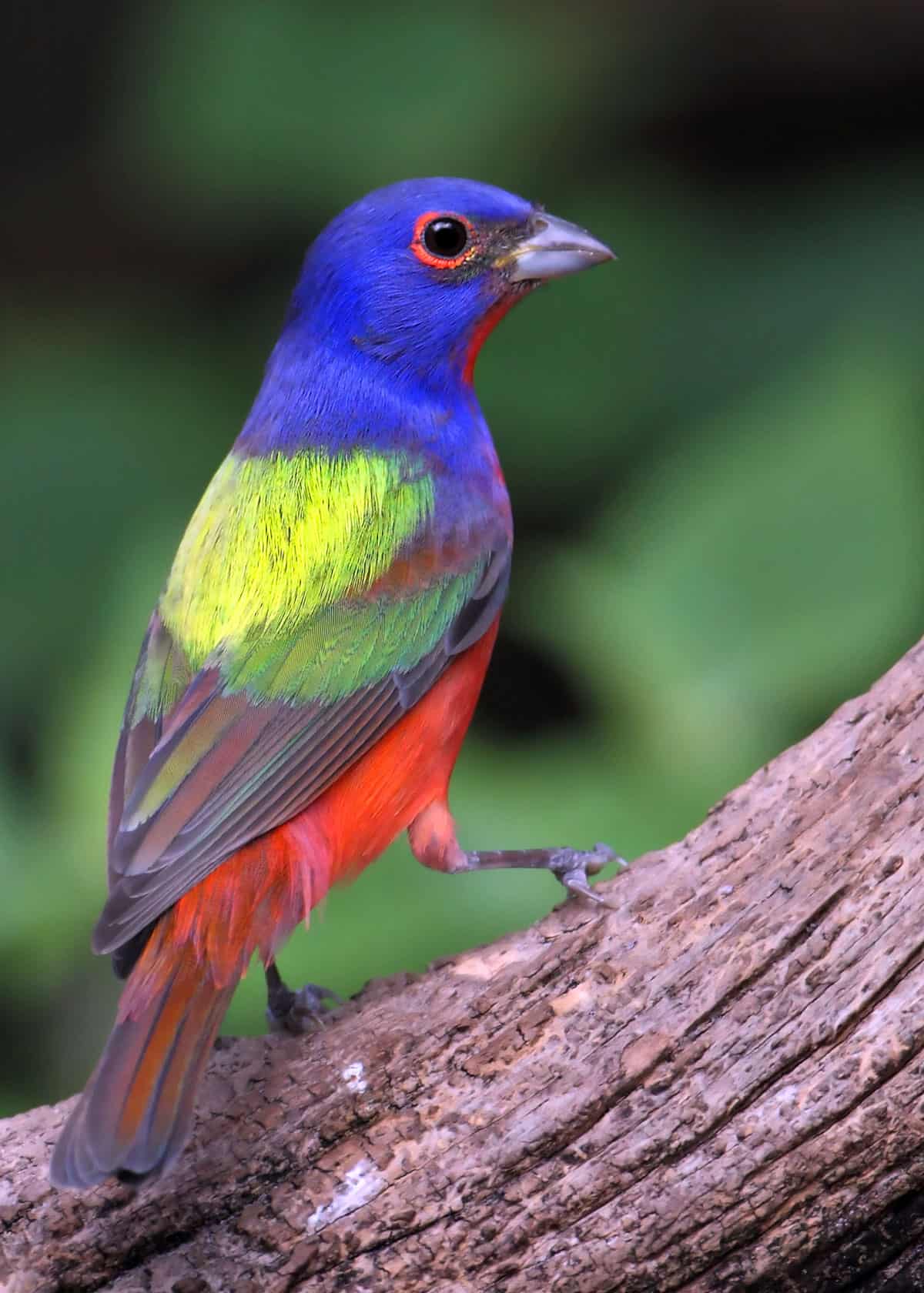 Facts about painted buntings