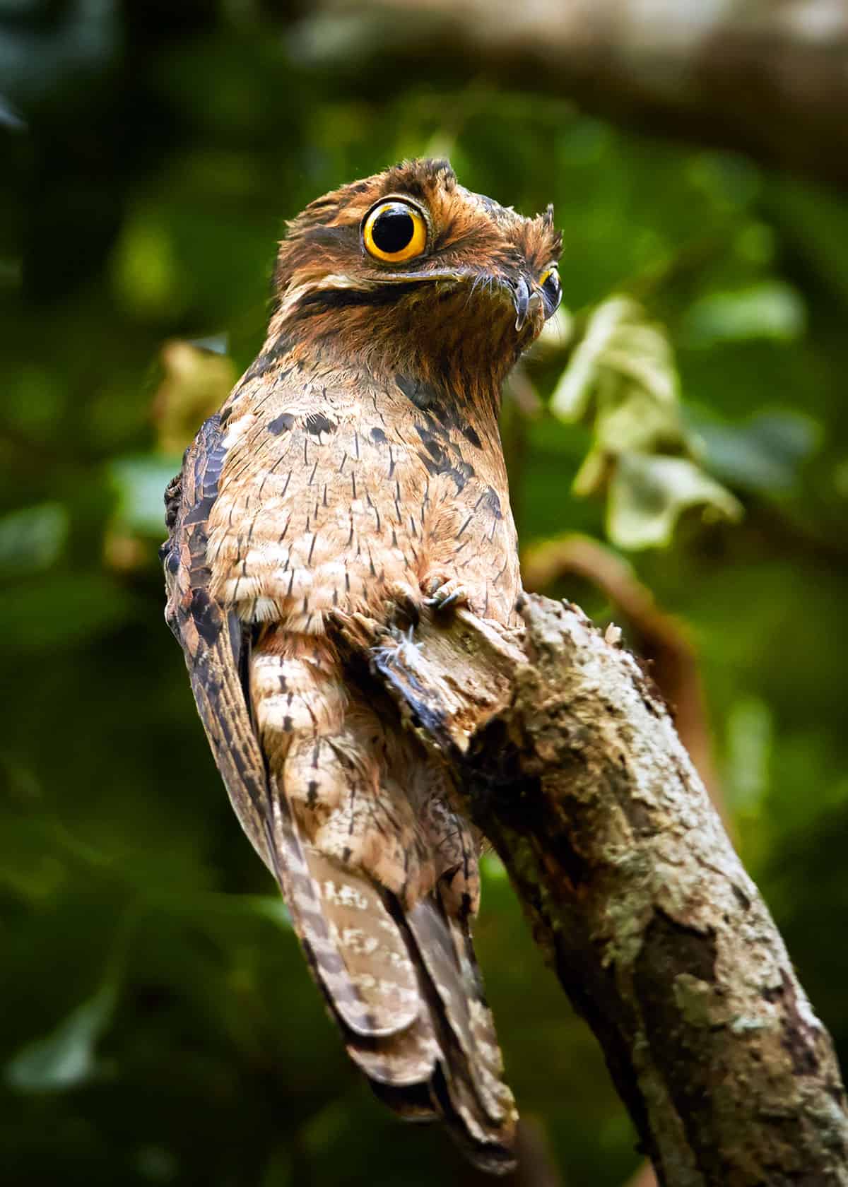 Facts about potoo