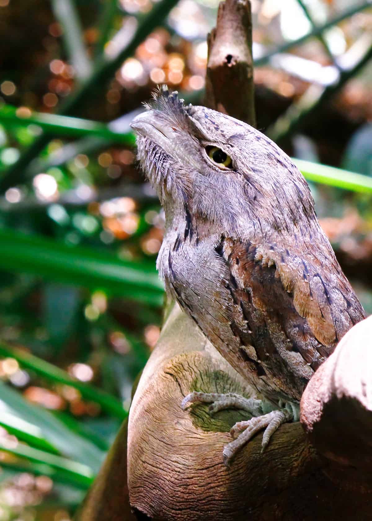 Facts about tawny frogmouth