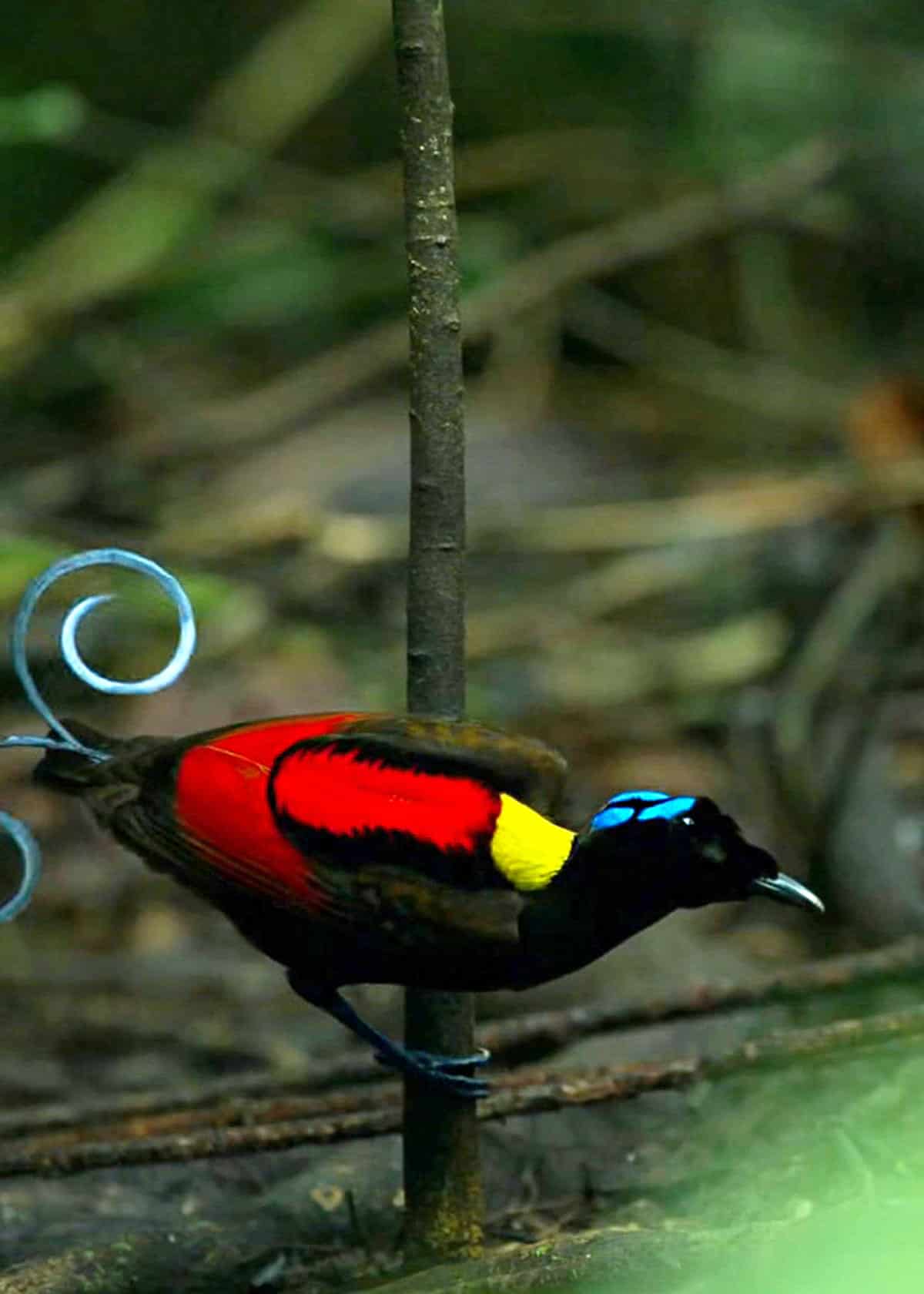 Facts about Wilson's bird of paradise