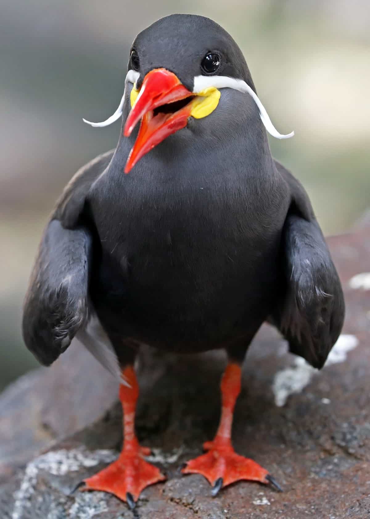 Funny Inca tern