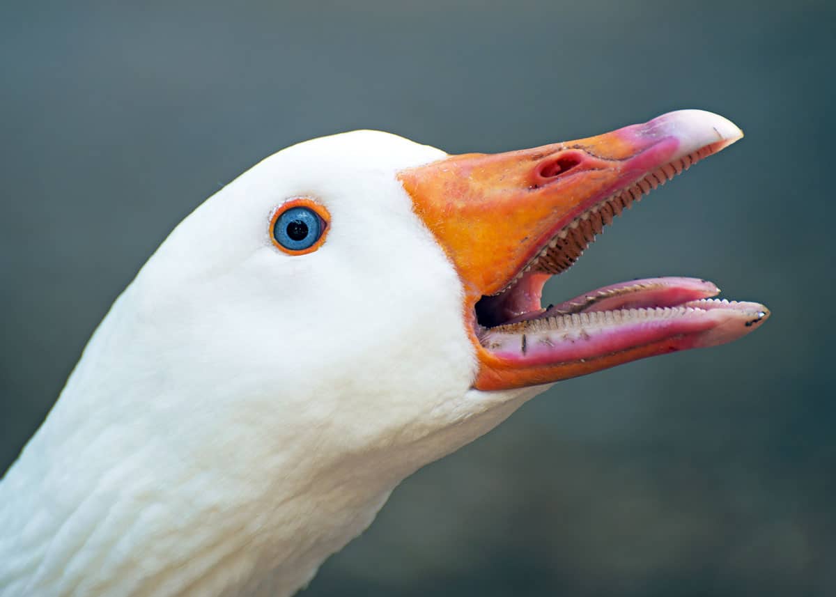 inside of a goose mouth