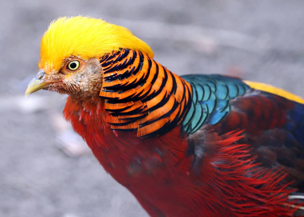 30 Golden Pheasant Facts: Get to Know This Glorified Chicken ...