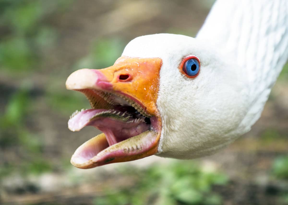 duck with human teeth