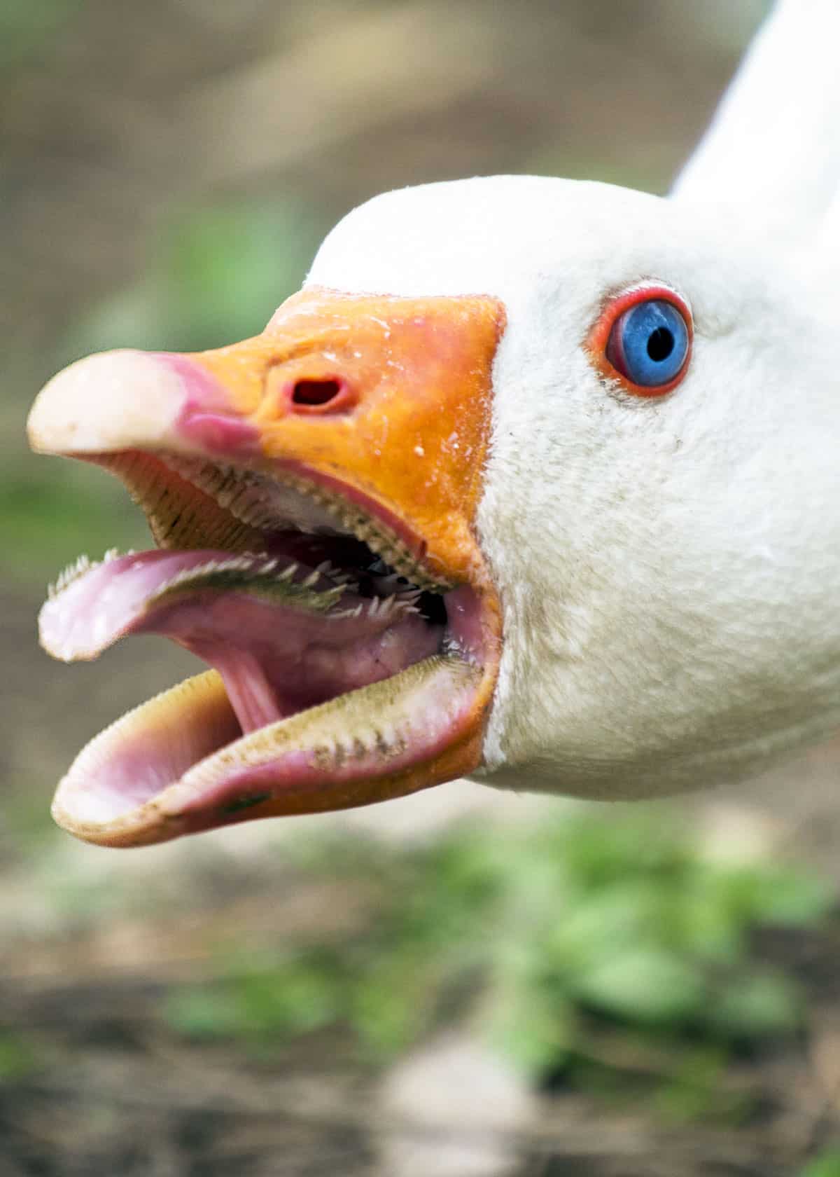 Inside Of A Goose Mouth