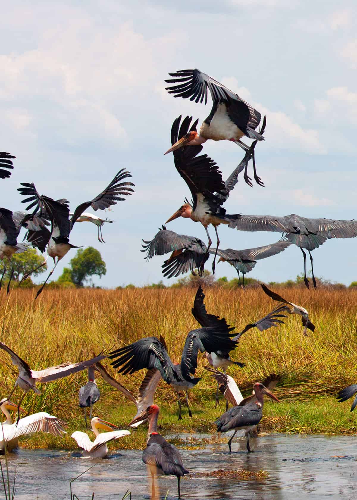 Group of marabou stork