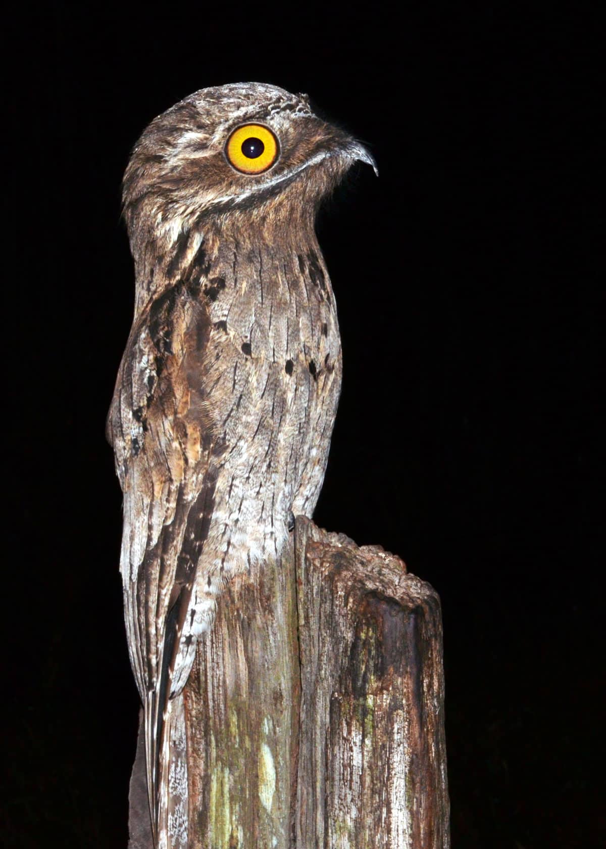 How big is the potoo?