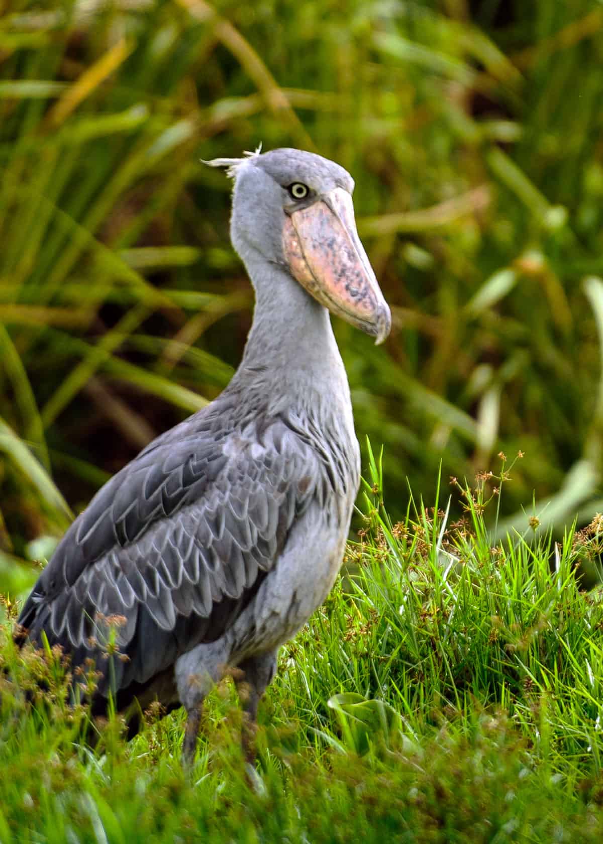 How tall is the shoebill?