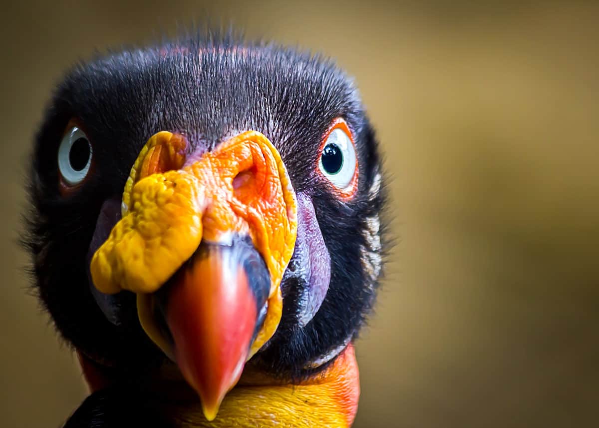 King Vulture facts