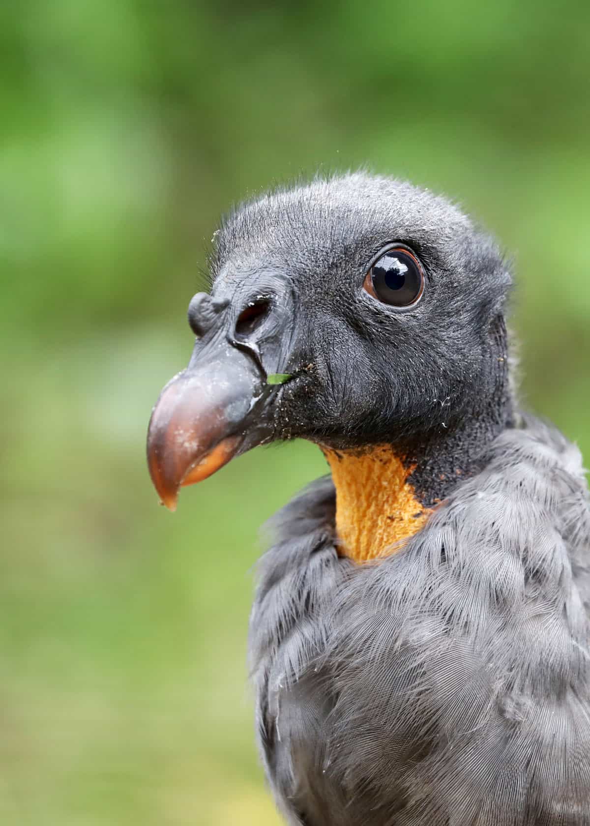 King vulture young