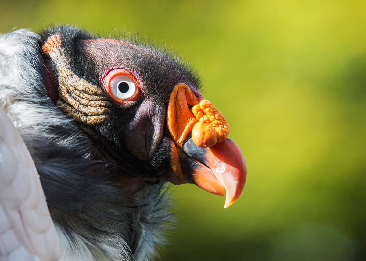 39 Colorful King Vulture Facts Sarcoramphus Papa • 6816