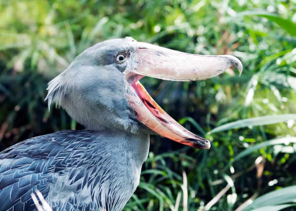 are shoebill storks extinct