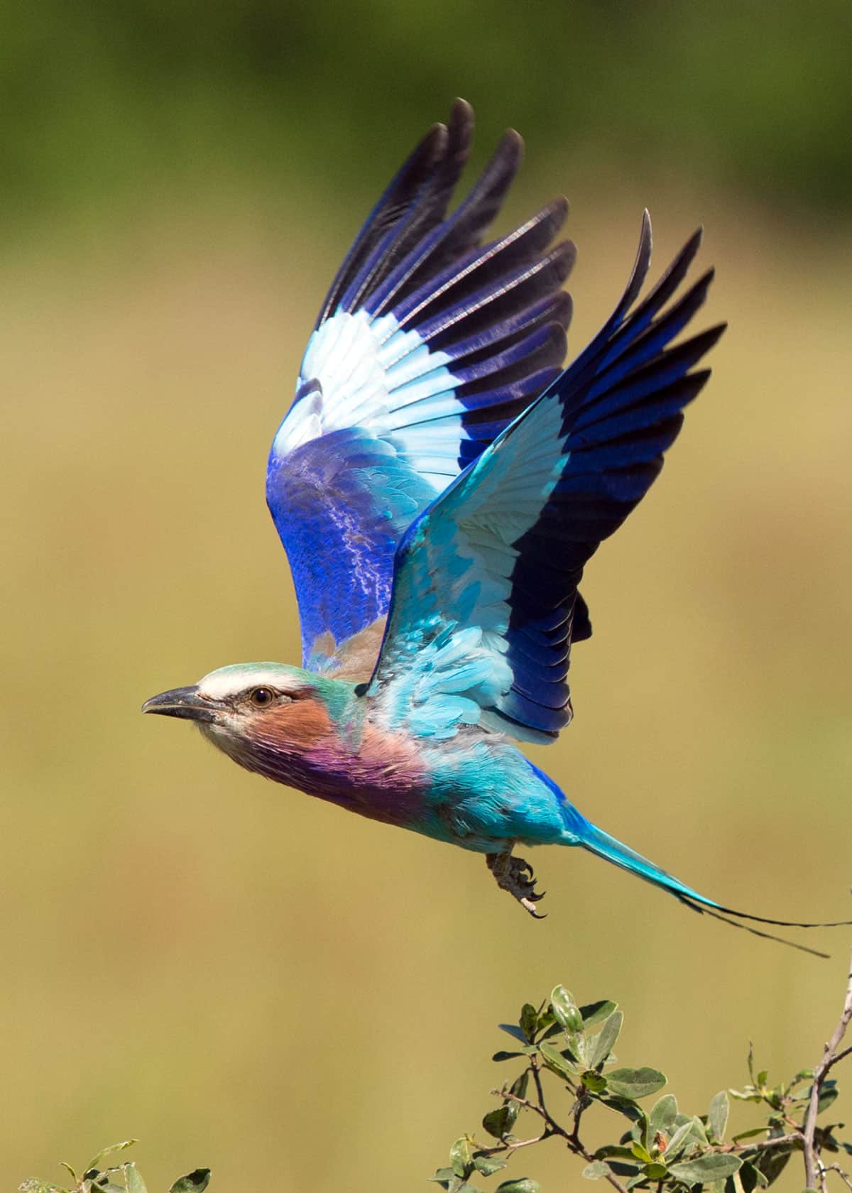 Lilac breasted roller colors