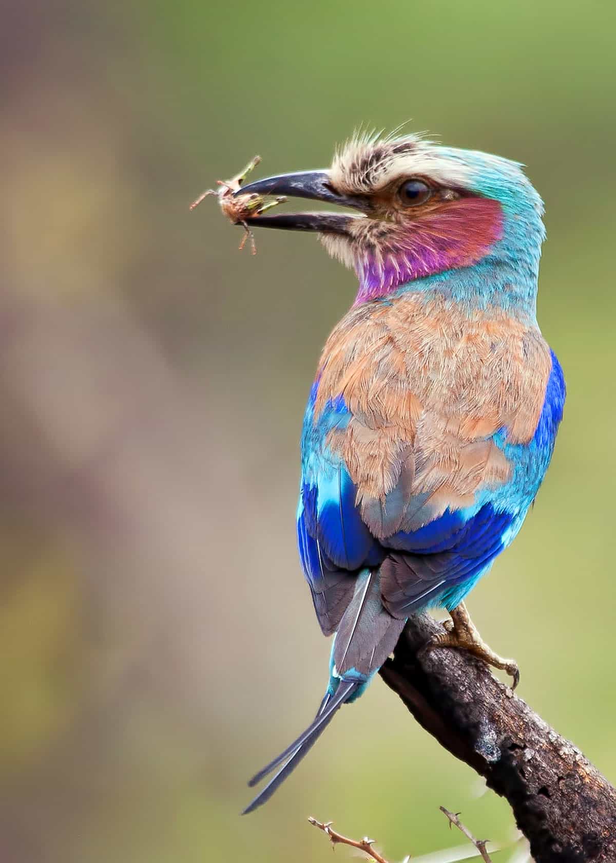 Lilac breasted roller diet