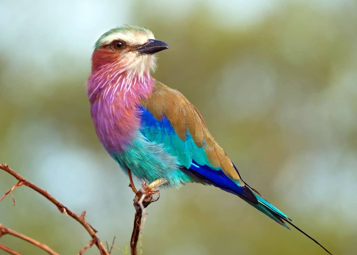 Lilac breasted roller facts
