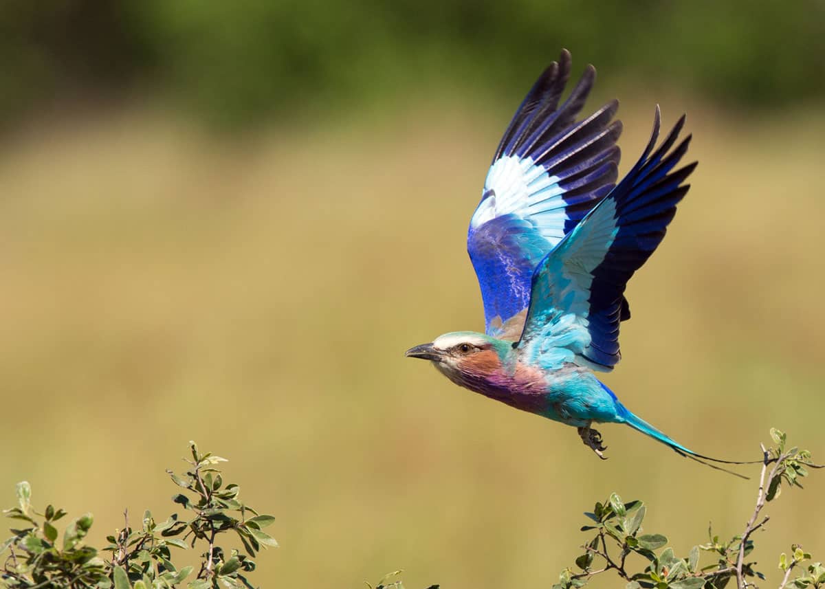 Lilac breasted roller in flight