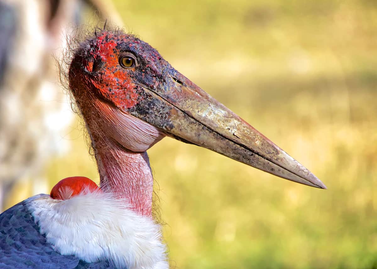 Marabou stork facts