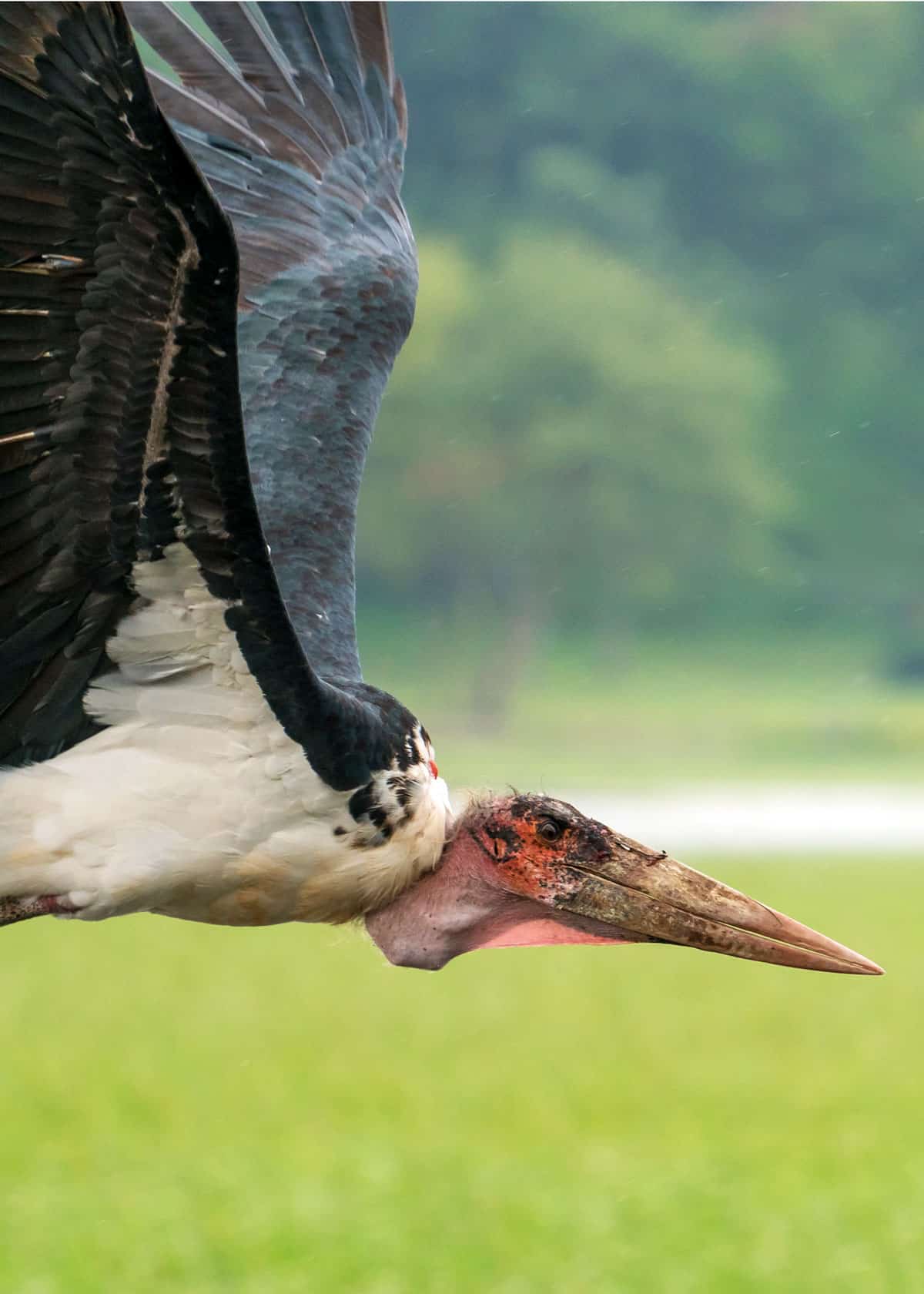 Marabou stork fly