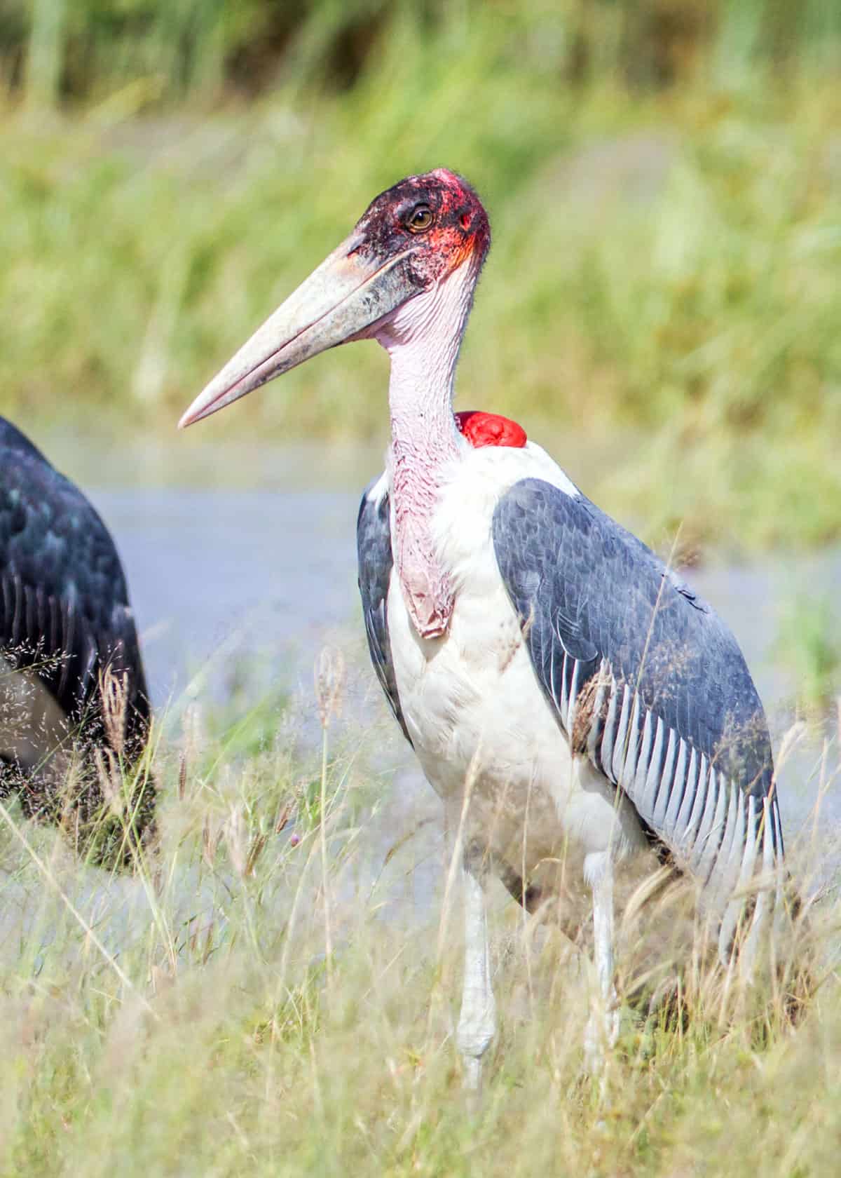 Marabou stork habitat