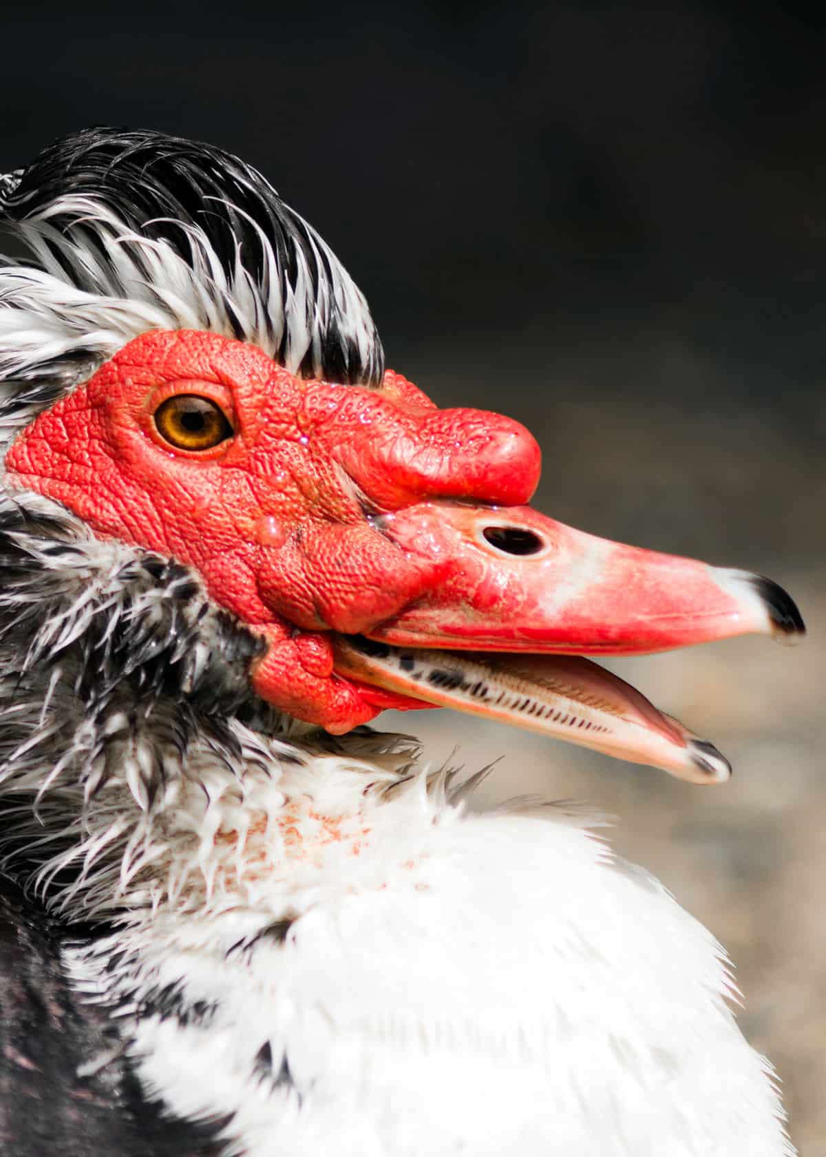 Muscovy duck face