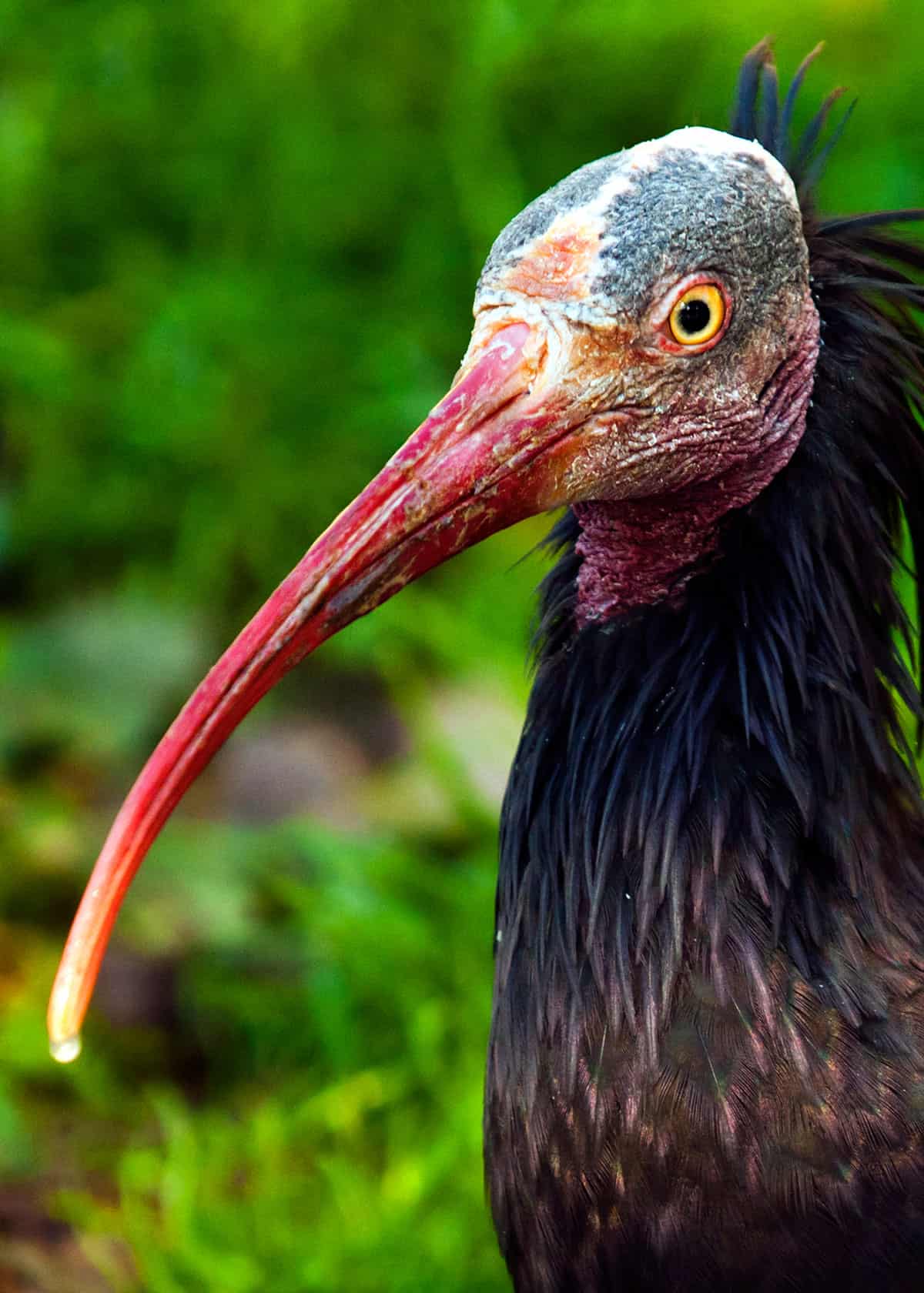 Northern bald ibis Geronticus eremita