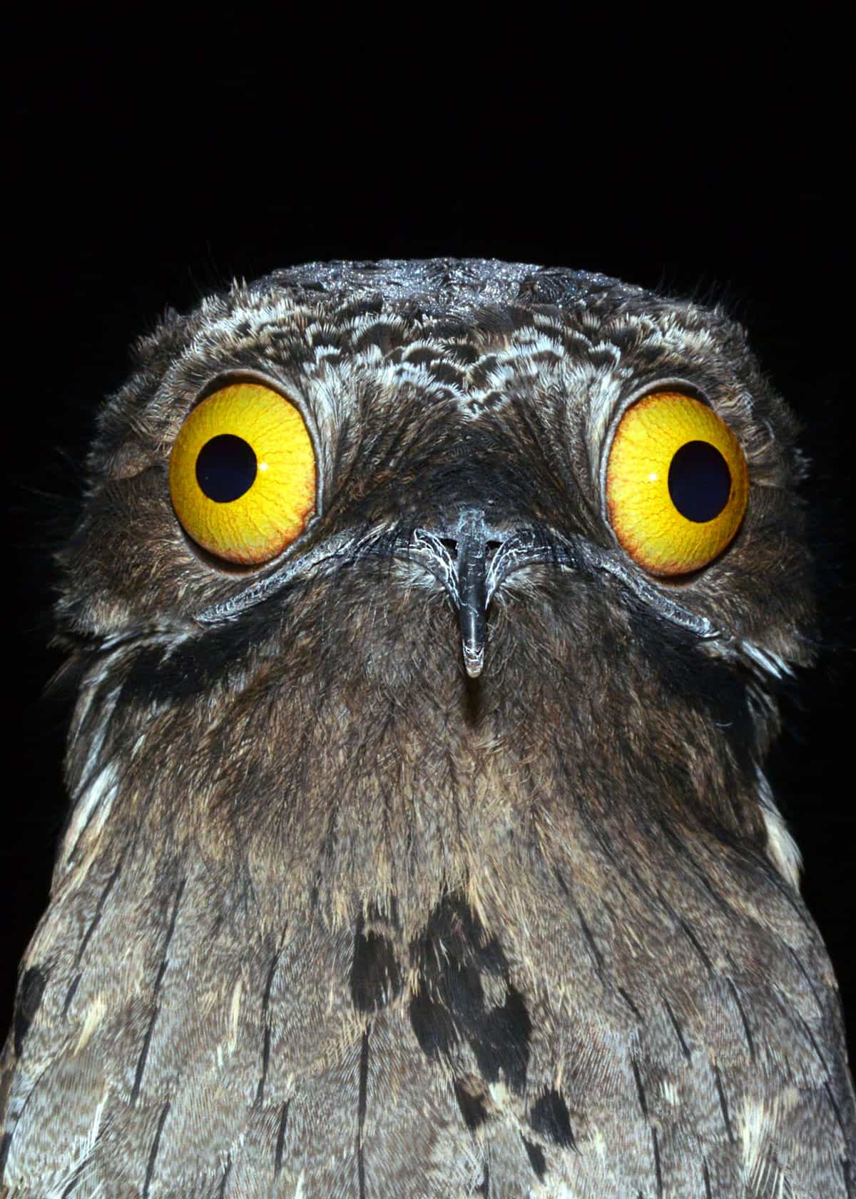 Potoo facts