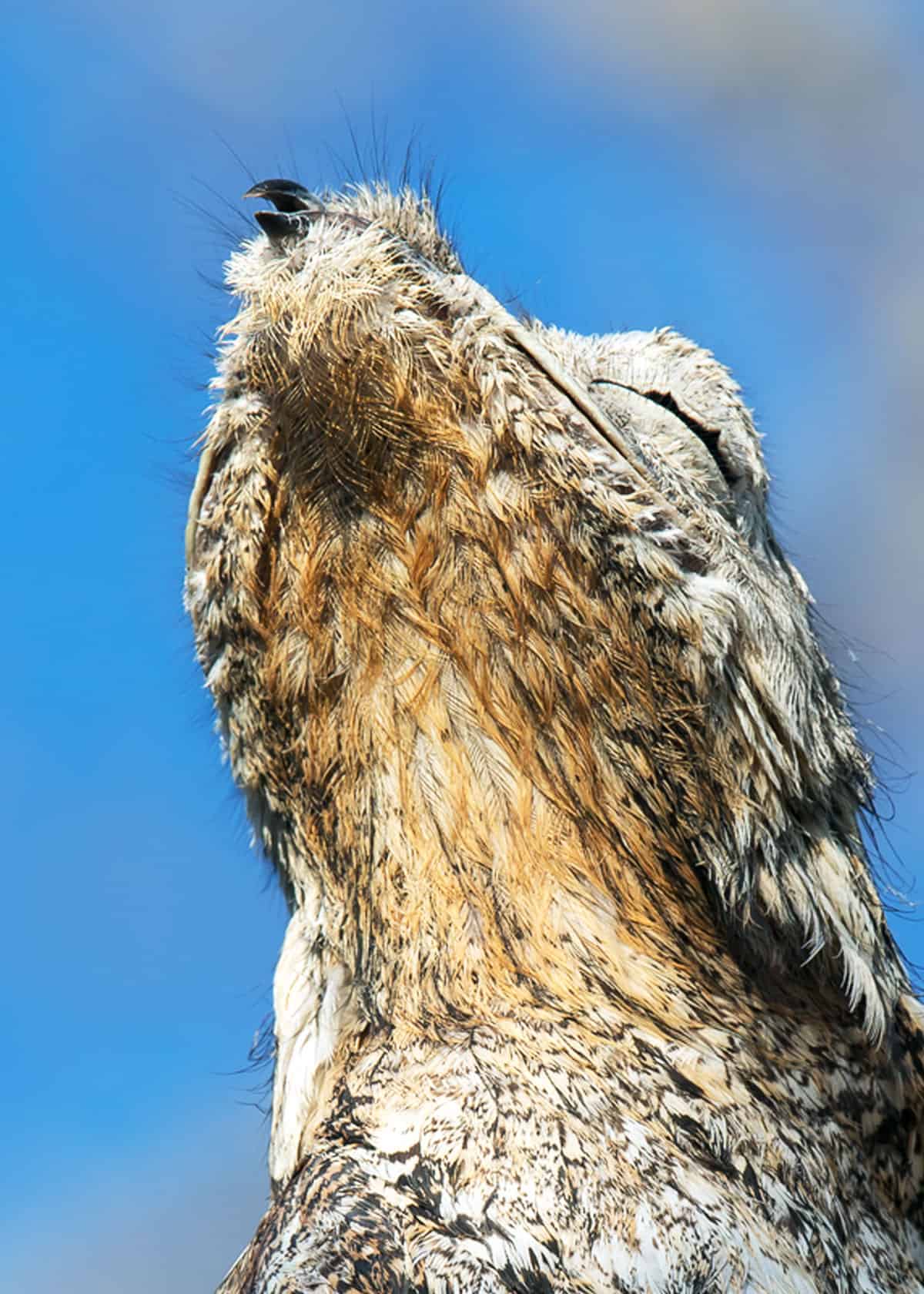 Potoo birds can see with their eyes closed!