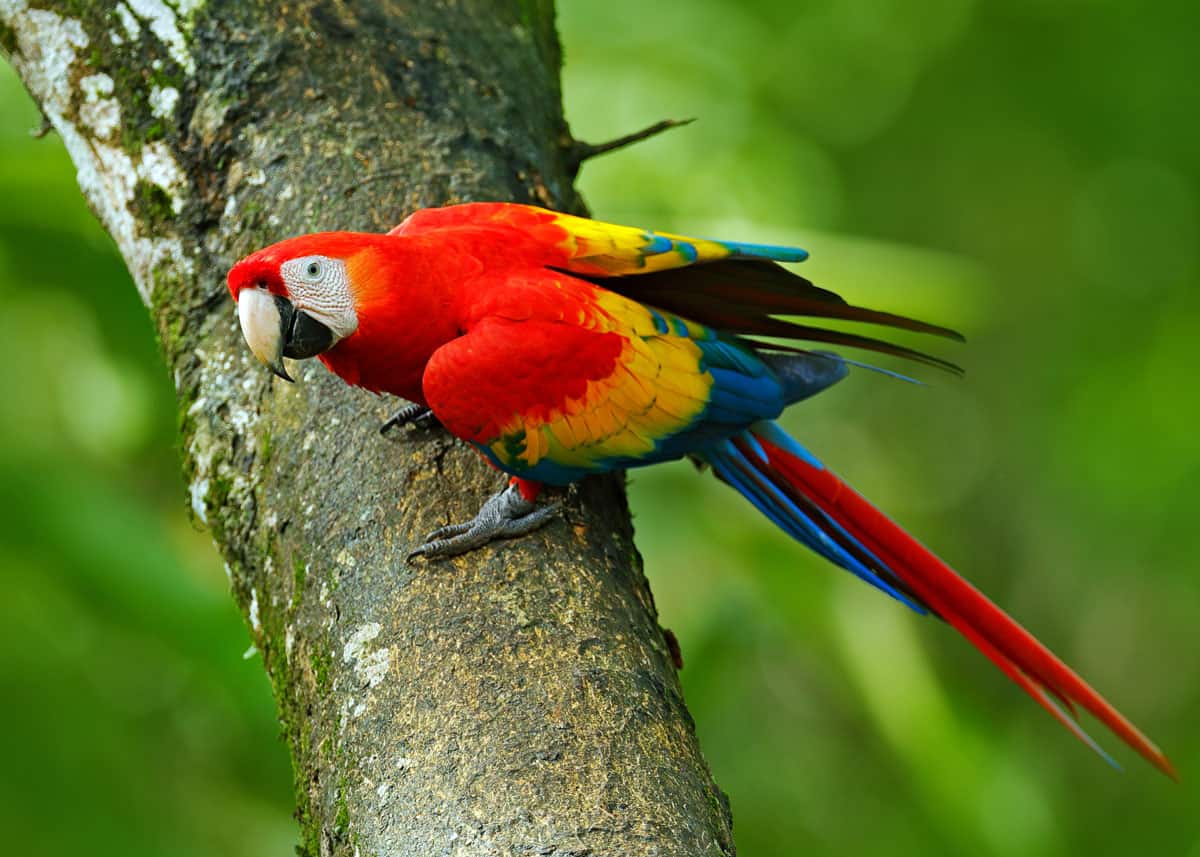 Scarlet macaw facts