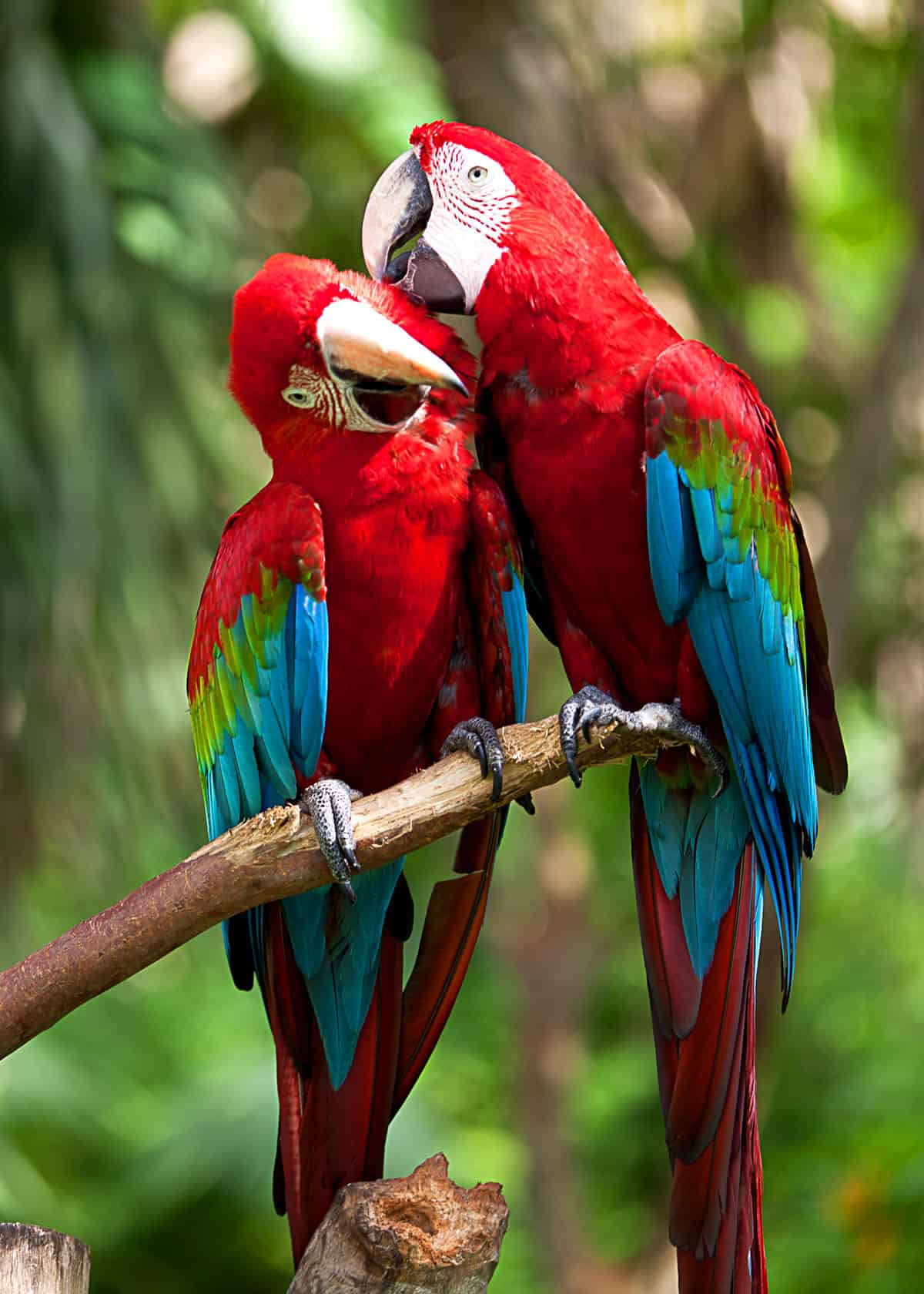 scarlet macaw mate for life