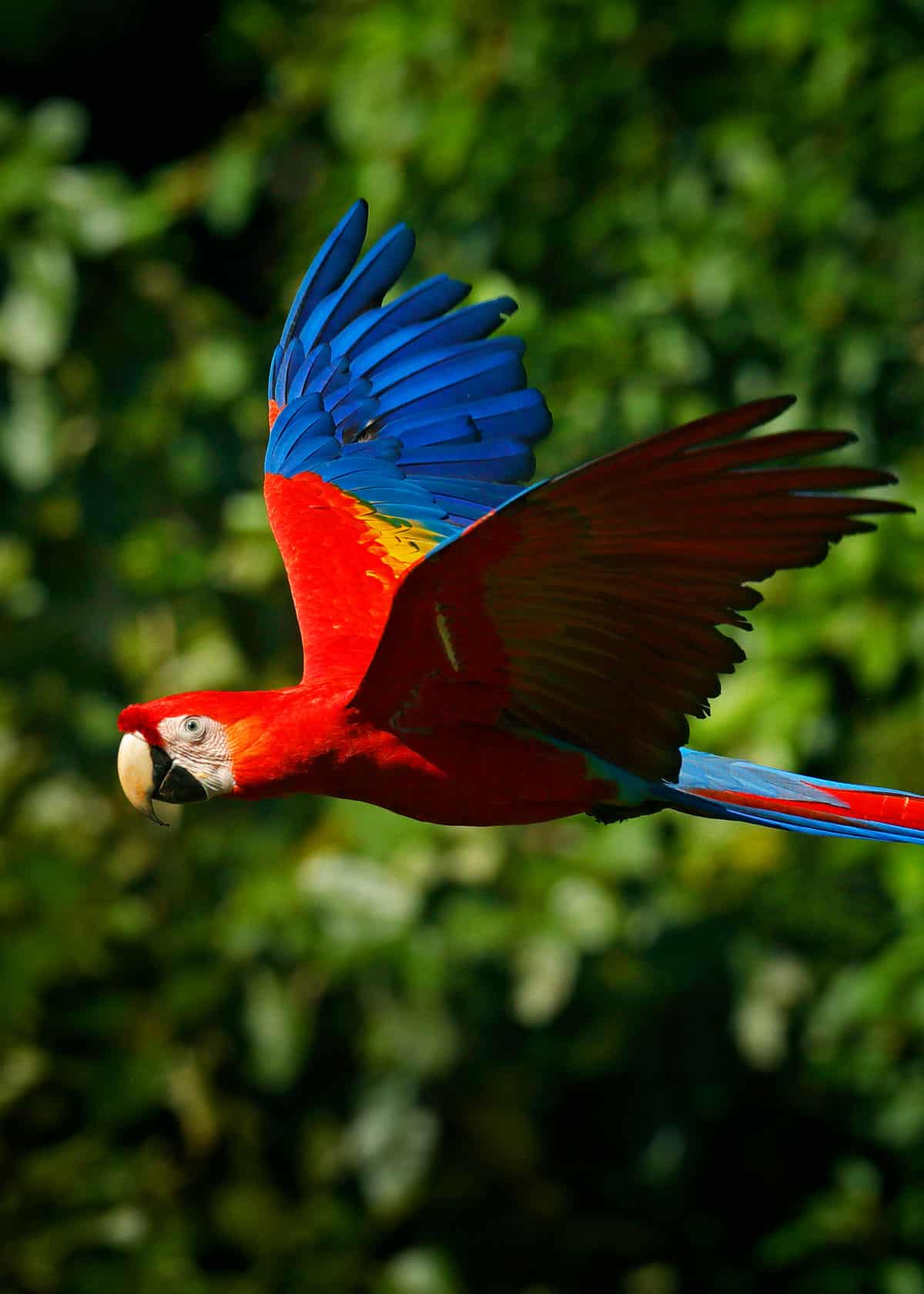 Scarlet macaw wingspan