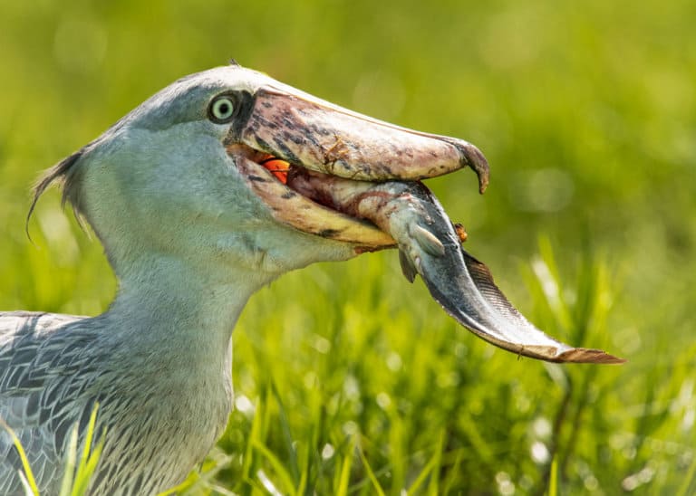 shoebill stork size vs human