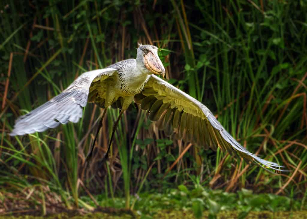 do shoebill storks still exist