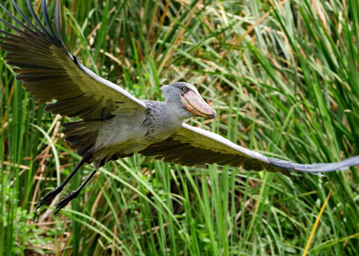 Shoebill flying