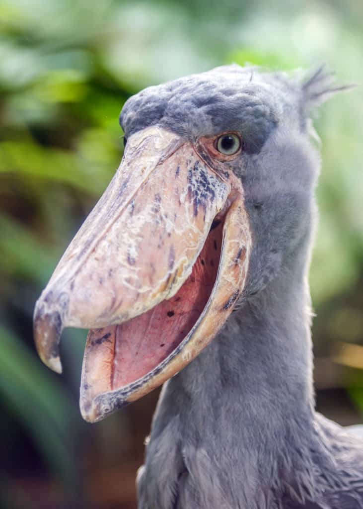shoebill storks eatng